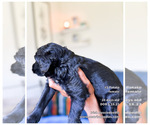 Small Photo #14 F2 Aussiedoodle-Irish Doodle Mix Puppy For Sale in SACRAMENTO, CA, USA