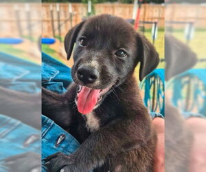 Labrador Retriever-Unknown Mix Dogs for adoption in Sheboygan, WI, USA