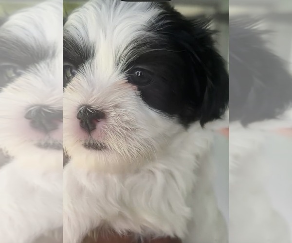 Medium Photo #7 Mal-Shi Puppy For Sale in CAPE CORAL, FL, USA