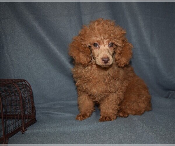 Medium Photo #1 Poodle (Miniature) Puppy For Sale in BARNESVILLE, KS, USA