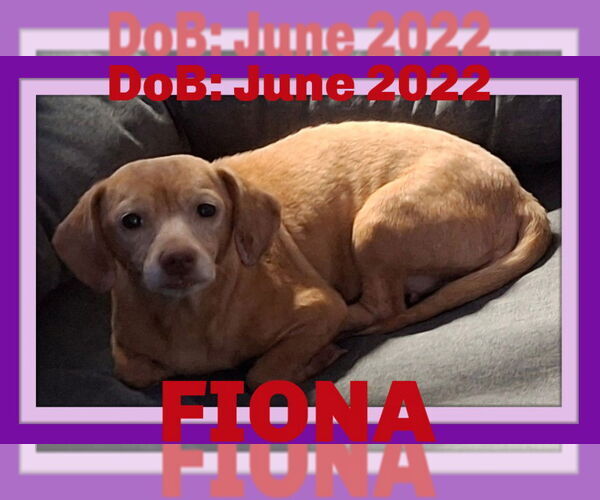 Medium Photo #1 Dachshund-Unknown Mix Puppy For Sale in Sebec, ME, USA