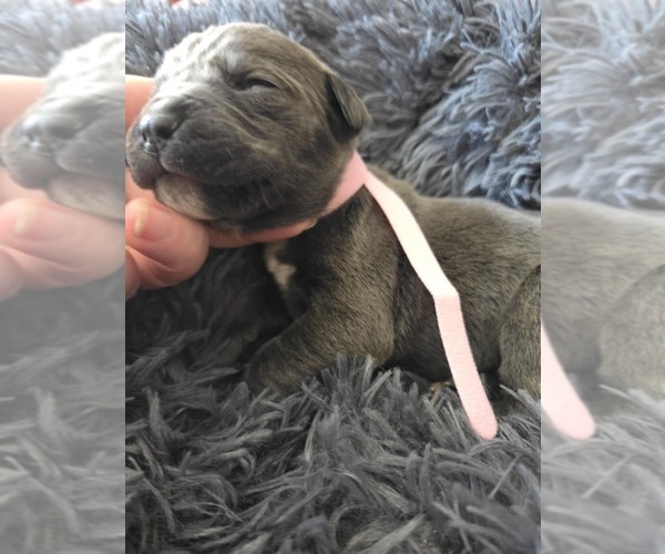 Medium Photo #28 Cane Corso Puppy For Sale in HENRY, VA, USA