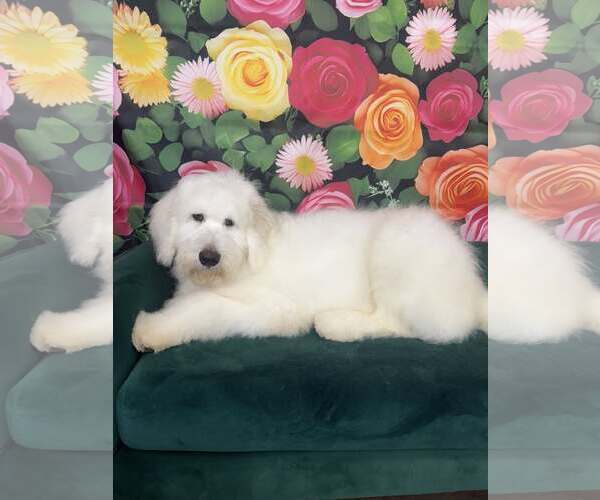 Medium Photo #1 Poodle (Standard)-Unknown Mix Puppy For Sale in Plainfield, IL, USA