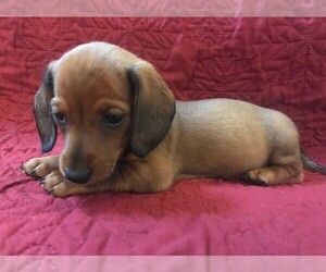 Dachshund Puppy for sale in GRANBY, CT, USA