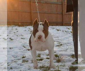 Mother of the American Bully puppies born on 07/22/2020