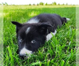 Border Collie Puppy for Sale in NORBORNE, Missouri USA