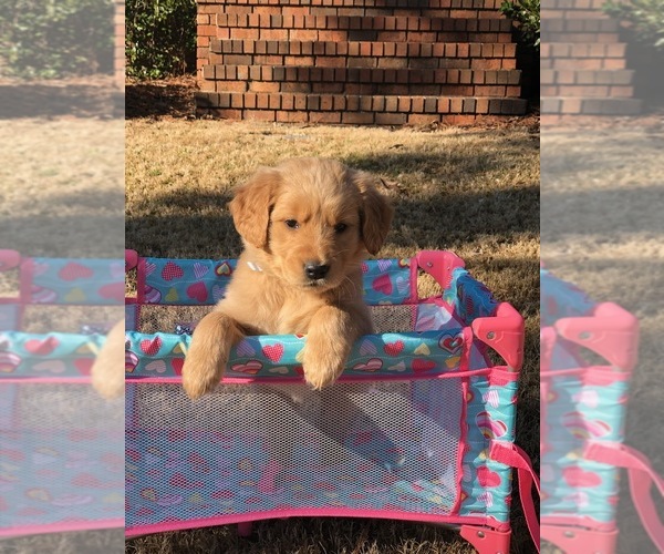 Medium Photo #1 Golden Retriever Puppy For Sale in WHITAKERS, NC, USA