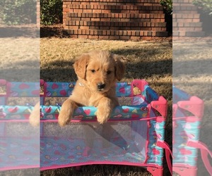 Golden Retriever Puppy for Sale in WHITAKERS, North Carolina USA
