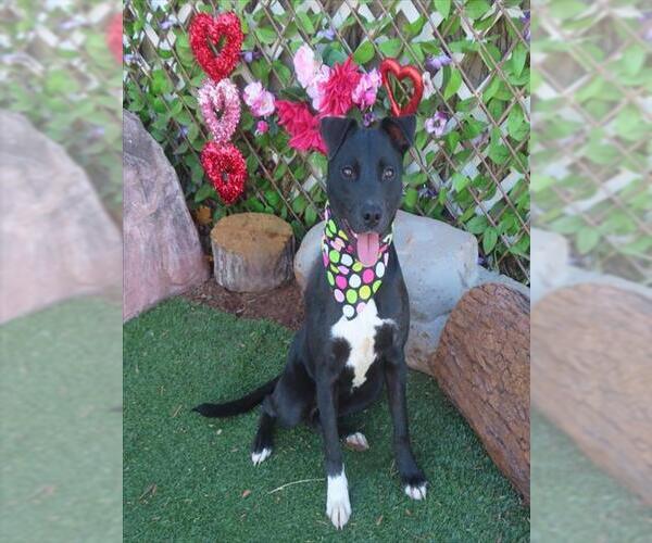 Medium Photo #1 Mutt Puppy For Sale in Oklahoma City, OK, USA