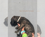 Small Photo #6 Great Dane Puppy For Sale in GREENBRIER, TN, USA