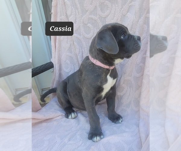 Full screen Photo #6 Cane Corso Puppy For Sale in MINERAL WELLS, WV, USA