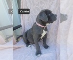 Small Photo #6 Cane Corso Puppy For Sale in MINERAL WELLS, WV, USA