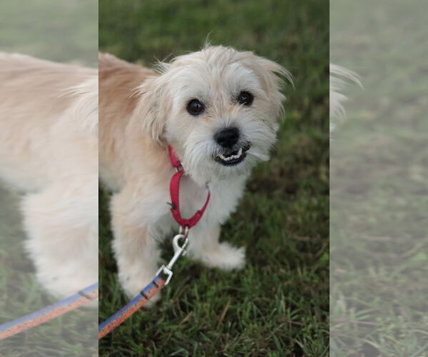 Medium Photo #12 Mutt Puppy For Sale in Philadelphia, PA, USA
