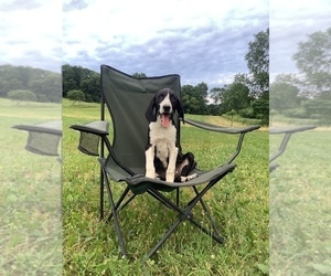 Border Collie-Redbone Coonhound Mix Puppy for sale in HILLSBORO, WI, USA