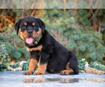 Puppy Karma Rottweiler