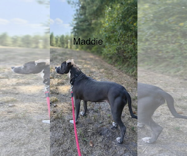 Medium Photo #4 American Pit Bull Terrier-Unknown Mix Puppy For Sale in Farmerville, LA, USA