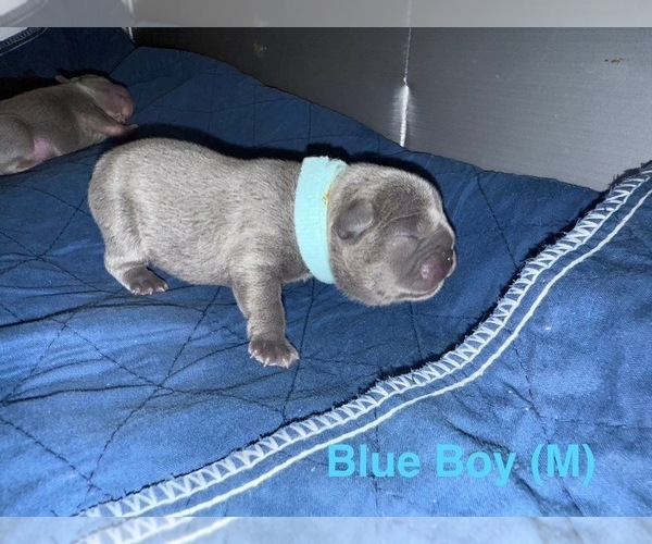 Medium Photo #12 French Bulldog Puppy For Sale in BIG RAPIDS, MI, USA