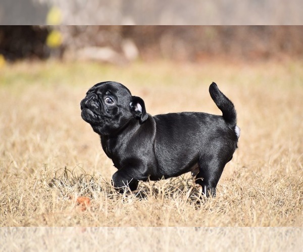 Medium Photo #5 Pug Puppy For Sale in PALM COAST, FL, USA