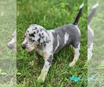 Small Catahoula Leopard Dog