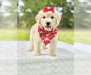 Goldendoodle Puppy for sale in FROSTPROOF, FL, USA