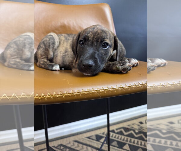 Medium Photo #2 Mutt Puppy For Sale in Greenville, SC, USA