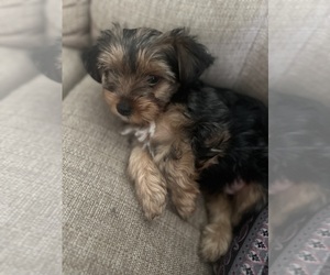 Yorkshire Terrier Dog for Adoption in WEST HARTFORD, Connecticut USA