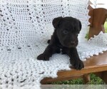 Small Photo #1 Schnauzer (Miniature) Puppy For Sale in NIANGUA, MO, USA