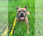 Small #2 American Bulldog Mix
