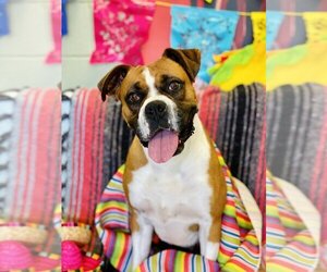 Boxer Dogs for adoption in Austin, TX, USA