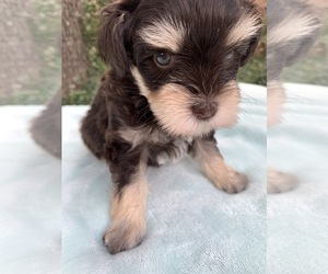 Schnauzer (Miniature) Puppy for sale in EASTLAND, TX, USA