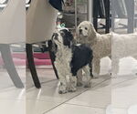Small #1 Cocker Spaniel