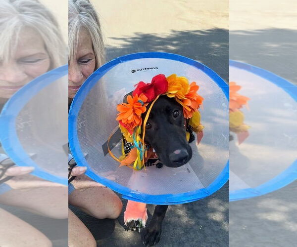 Medium Photo #5 Labrador Retriever-Unknown Mix Puppy For Sale in San Diego, CA, USA
