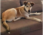 Small #6 Mutt