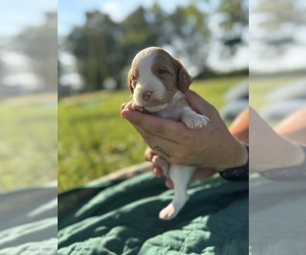Medium Photo #12 Brittany Puppy For Sale in FISHER, IL, USA