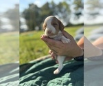 Puppy Puppy 6 Brittany