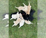 Small Photo #4 Labrador Retriever Puppy For Sale in WIRTZ, VA, USA