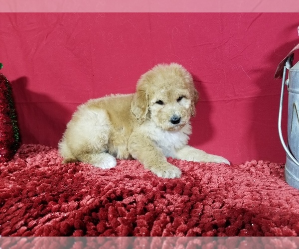 Medium Photo #8 Poodle (Standard) Puppy For Sale in COLORADO SPRINGS, CO, USA