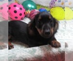 Small #4 Dachshund