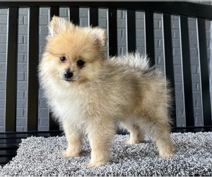 Pomeranian Puppy for sale in FRANKLIN, IN, USA