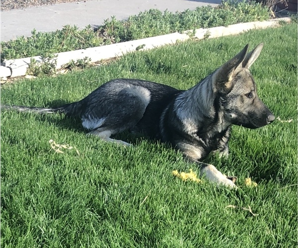 Medium Photo #1 German Shepherd Dog Puppy For Sale in BRIGHTON, CO, USA