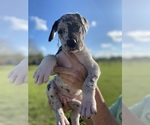 Puppy Patches Great Dane