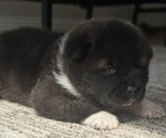 Puppy Willow Akita