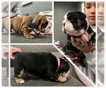 Small Photo #2 English Bulldog Puppy For Sale in KEIZER, OR, USA
