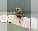 *PERSEPHONE - Female Mutt Dog for Adoption - Small photo