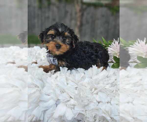 Medium Photo #1 Yorkshire Terrier Puppy For Sale in INDIANAPOLIS, IN, USA