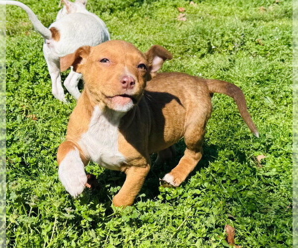 Medium Photo #3 Australian Shepherd-Unknown Mix Puppy For Sale in Claremore, OK, USA