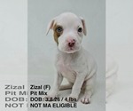 Small Photo #5 Mutt Puppy For Sale in pomfret, CT, USA