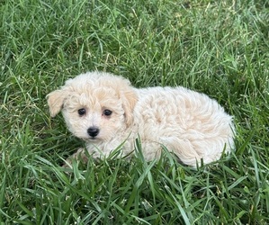 Bichpoo Puppy for sale in CANOGA, NY, USA