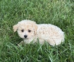 Image preview for Ad Listing. Nickname: Belle