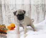 Small #3 Pug